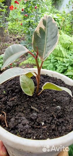 Фикус каучуконосный