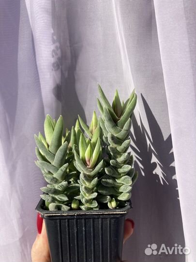 Суккуленты