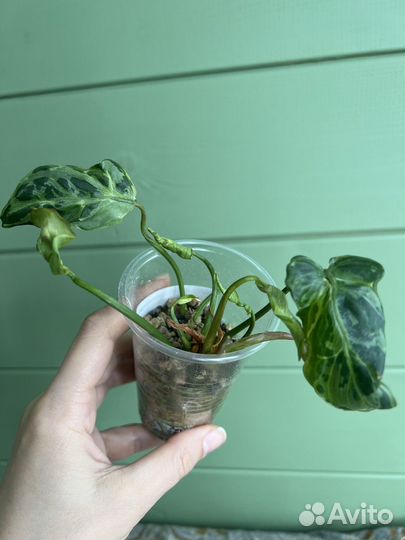 Филодендрон gloriosum 'Variegated'