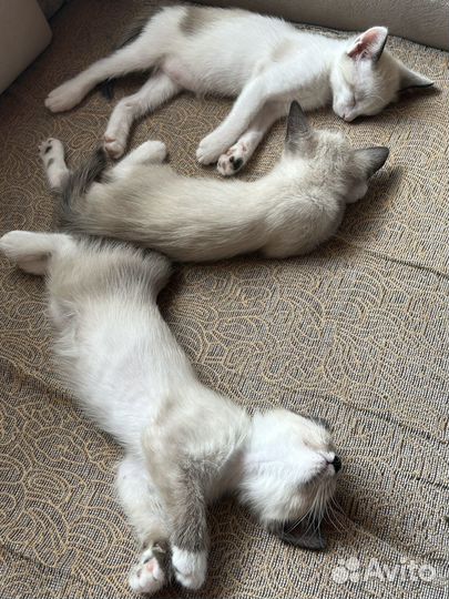 Котята в добрые руки