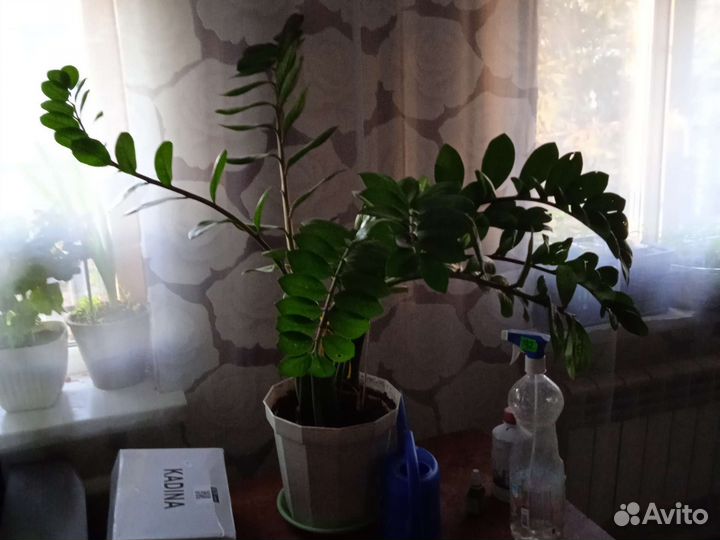 Замиокулькас