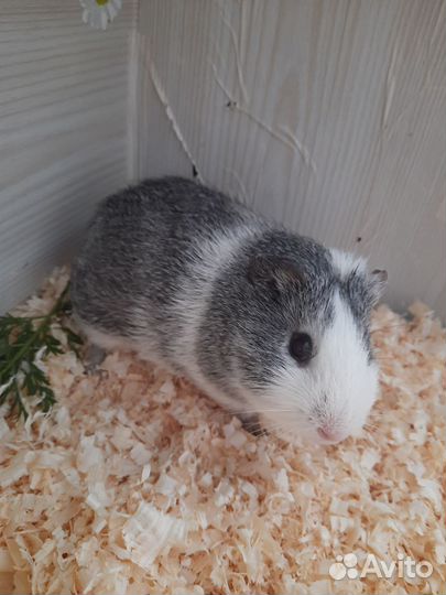 Морская свинка