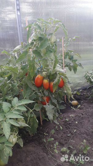 Семена томатов СССР