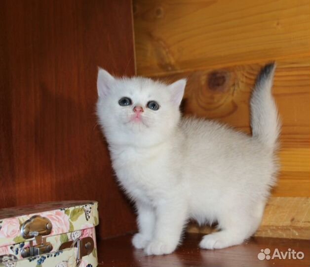 Британцы серебро