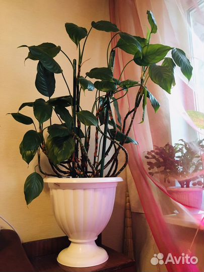 Цветок Аглаонема скромная (с горшком и землей)