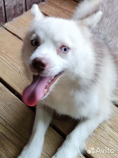 Помски мини хаски