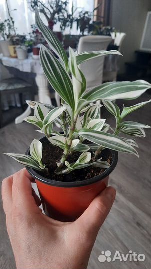 Традесканция белая