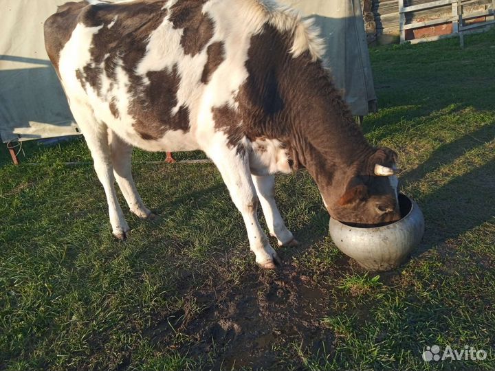 Телка тельная