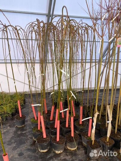 Ива козья плакучая килмарнок на штамбе 180 см
