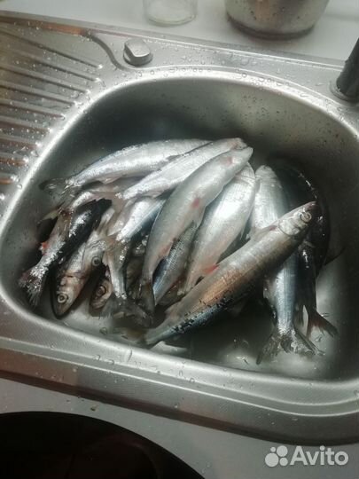 Рыба омуль свежий байкальский