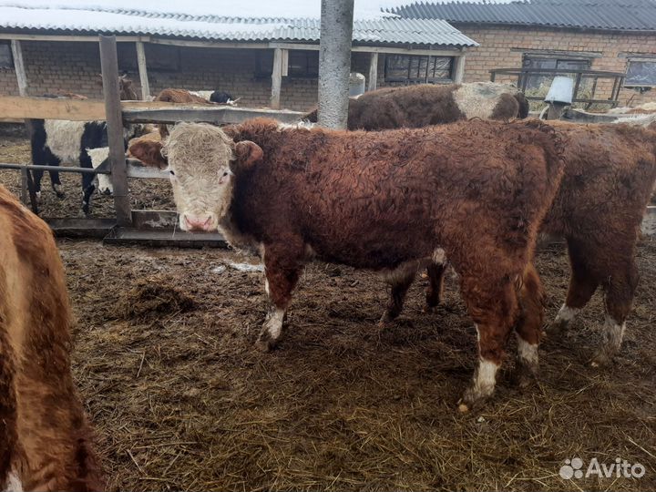 Тёлочки герефорды с документами