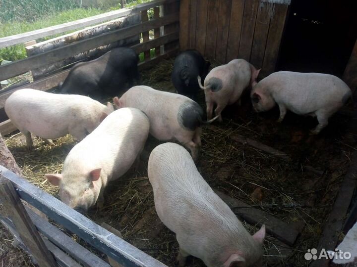 Вьетнамские вислобрюхие поросята