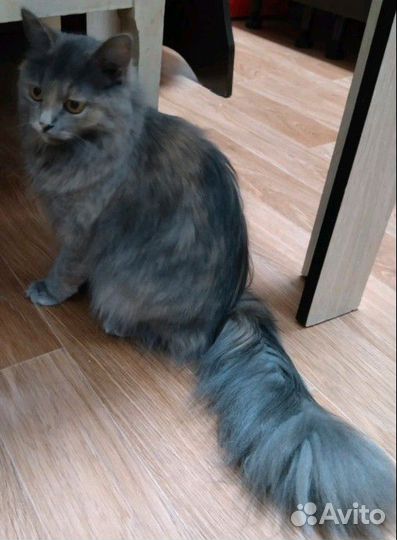 Русская голубая