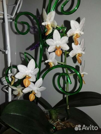 Орхидея Мини Марк