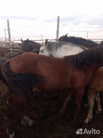 Жеребята,Жеребец тяжеловоз