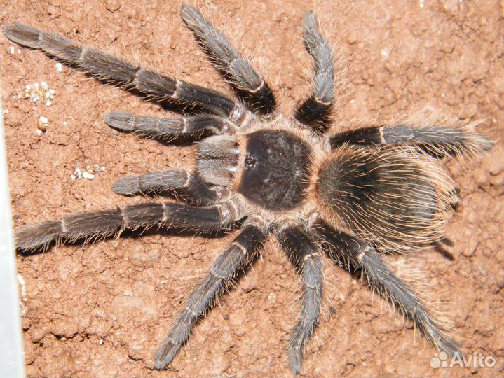 Аквариум (Паук)