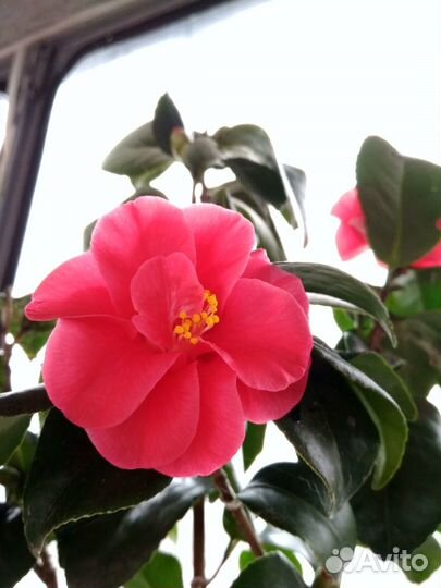Камелия японская