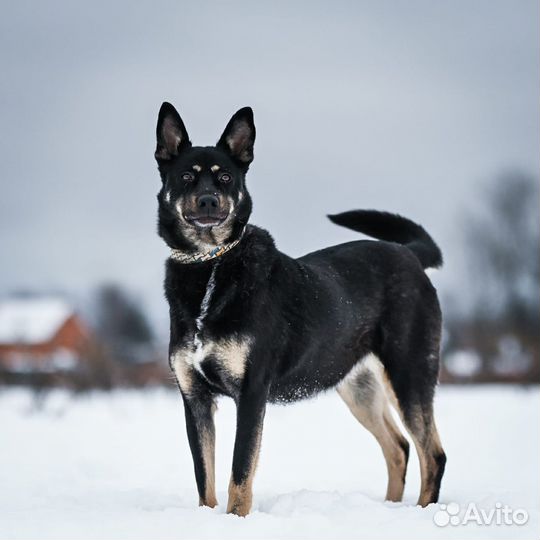 Собака в добрые руки