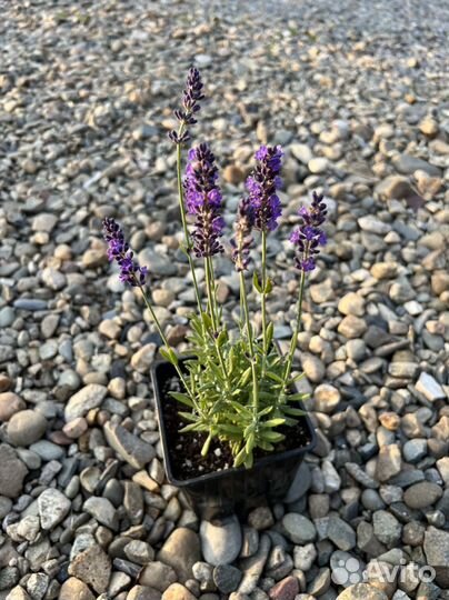 Лаванда узколистная