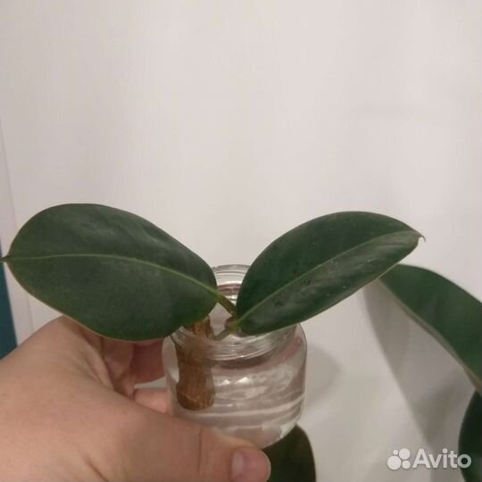 Фикус