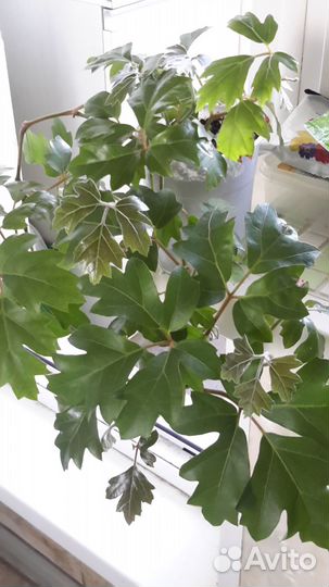 Комнатные цветы березка