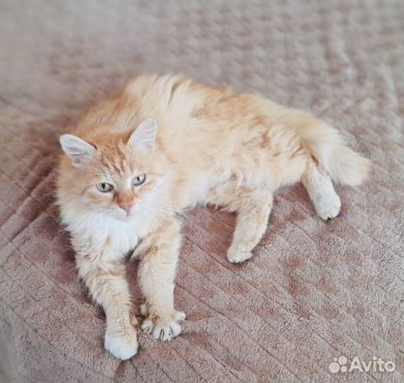 Рыжая кошечка Алиса