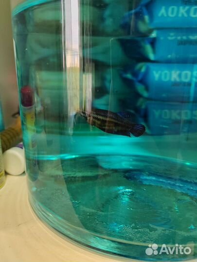 Рыбка петушок самка