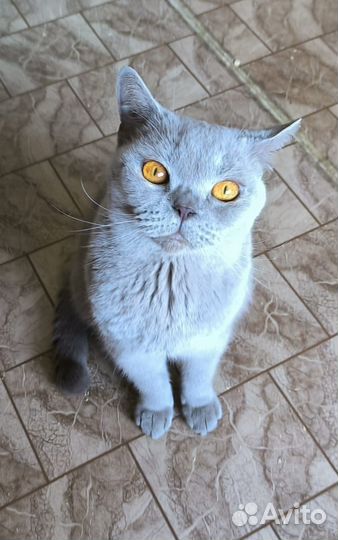 Британская