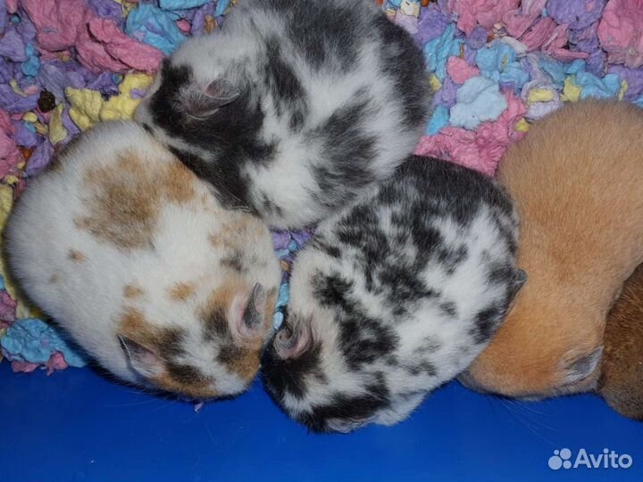 Сирийские пятнистые хомячки