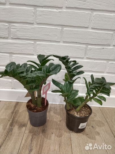 Замиокулькас зензи комнатные растения цветы