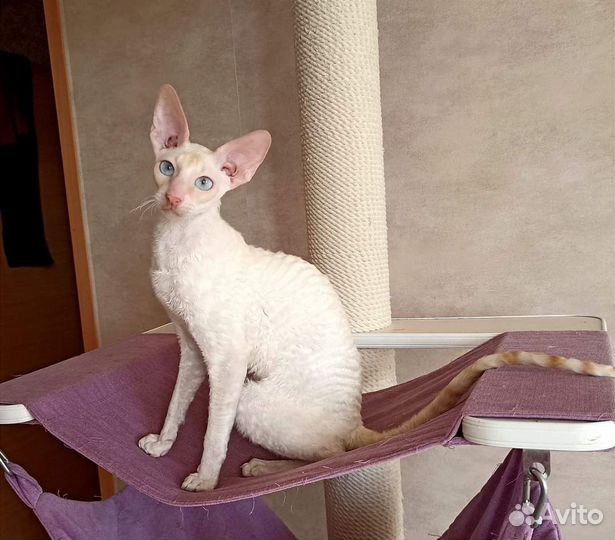 Котик редкого окраса