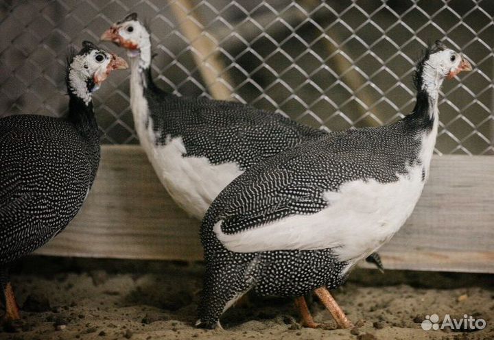 Семья цесарок