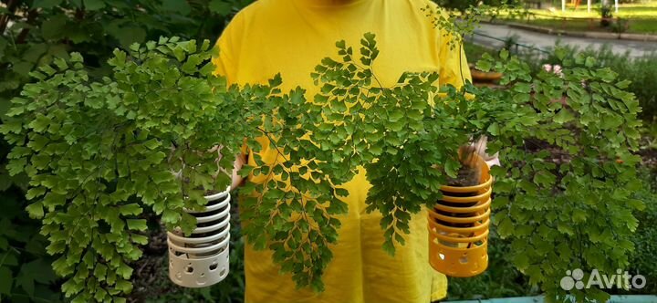 Папоротник Адиантум