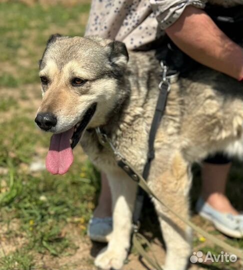 Собака в добрые руки