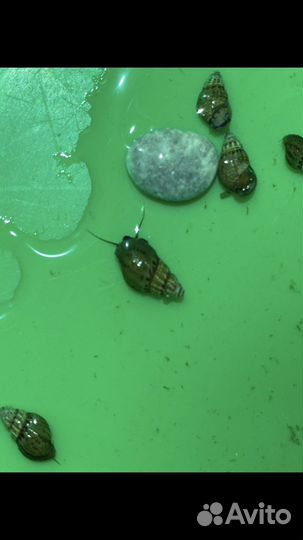 Улитки аквариумные