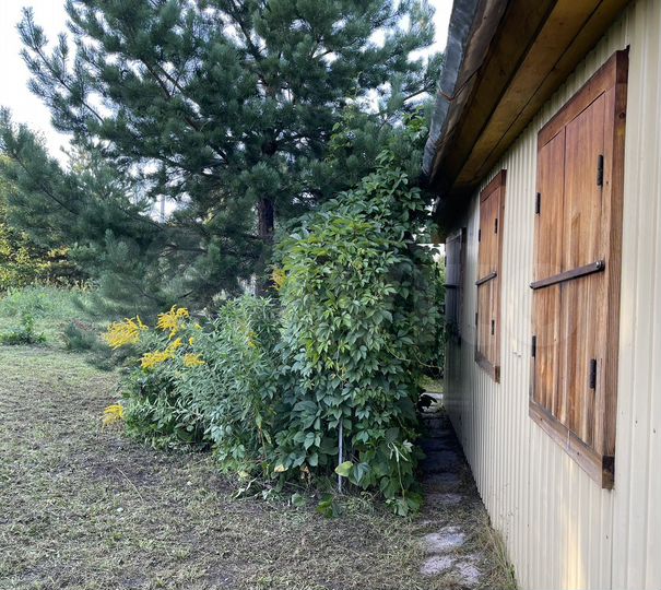 Дача 31 м² на участке 11 сот.