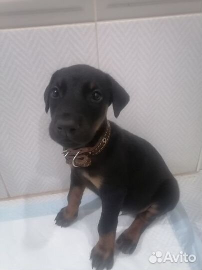 Маленькая собака доберман щенок