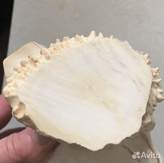 Кость для творчества