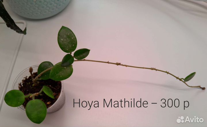 Хойи / Hoya