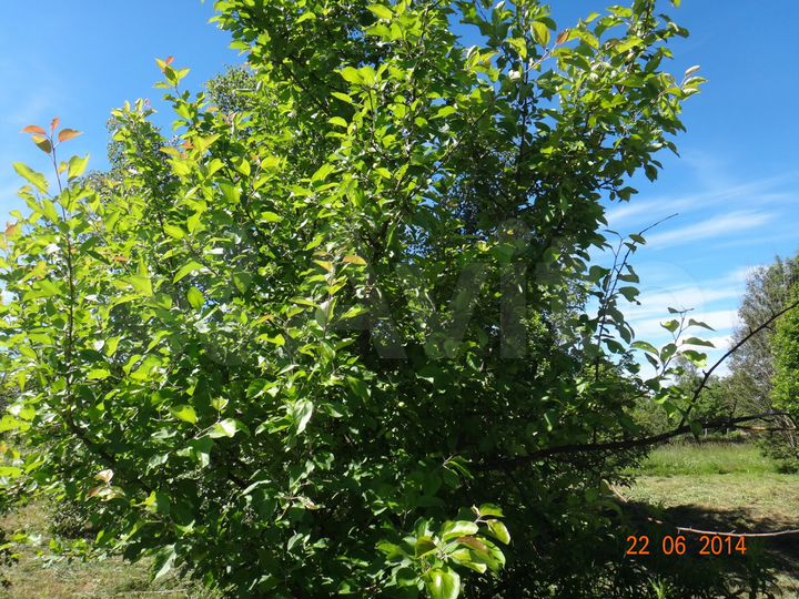 Участок 36 сот. (ИЖС)