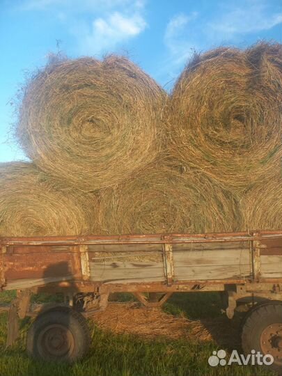 Продам сено в рулонах