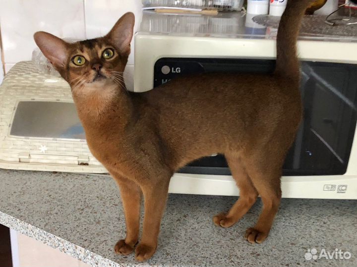 Молодая кошка