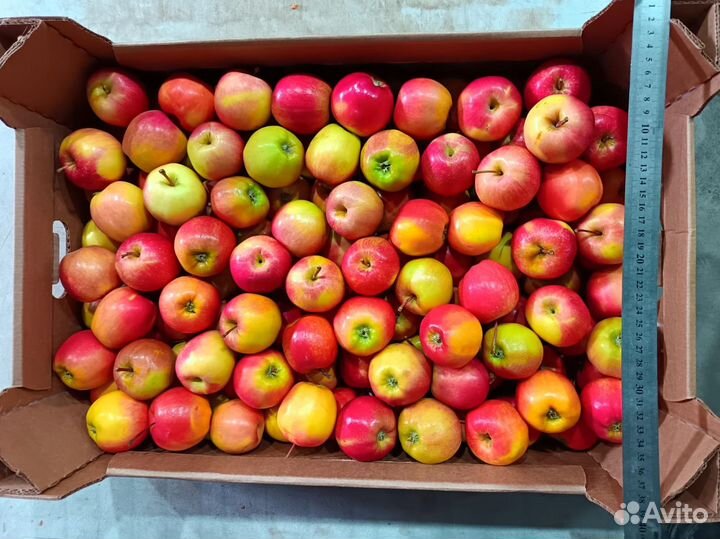 Яблоки свежие 1 сорт Гала