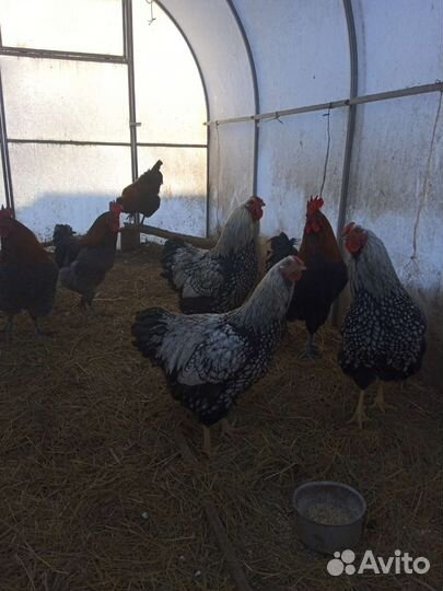 Инкубационное яйцо породных кур, индейки