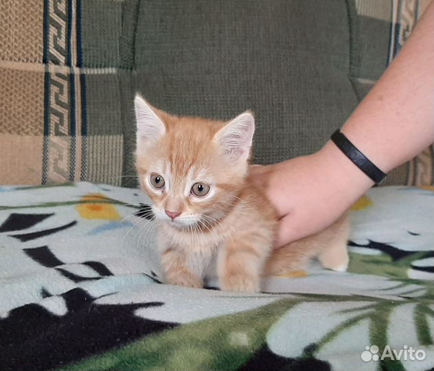 Котенок в добрые руки