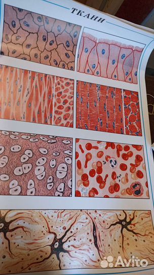 Плакаты пособие по биологии Человек