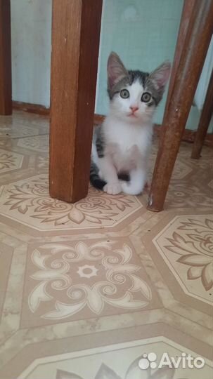 Котята в добрые руки 2 месяца