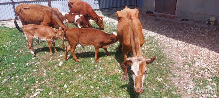 Корова с теленком