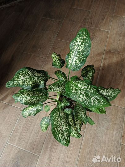 Диффенбахия