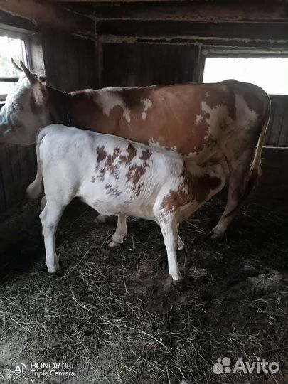 Корова с теленком